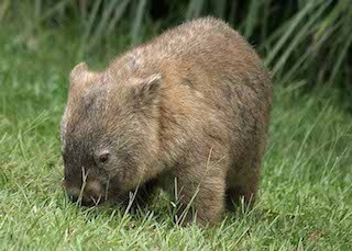 wombat1.jpg